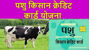 haryana pashu kisan credit card scheme