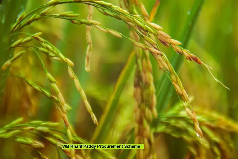 wb kharif paddy procurement scheme