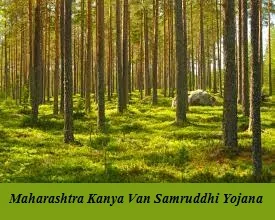 maharashtra kanya van samruddhi yojana