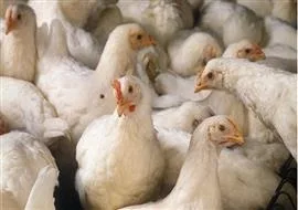 tamil nadu free country chicken scheme