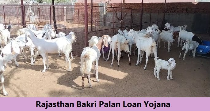 rajasthan bakri palan loan yojana
